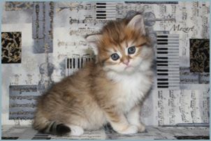 Female Siberian Kitten from Deedlebug Siberians